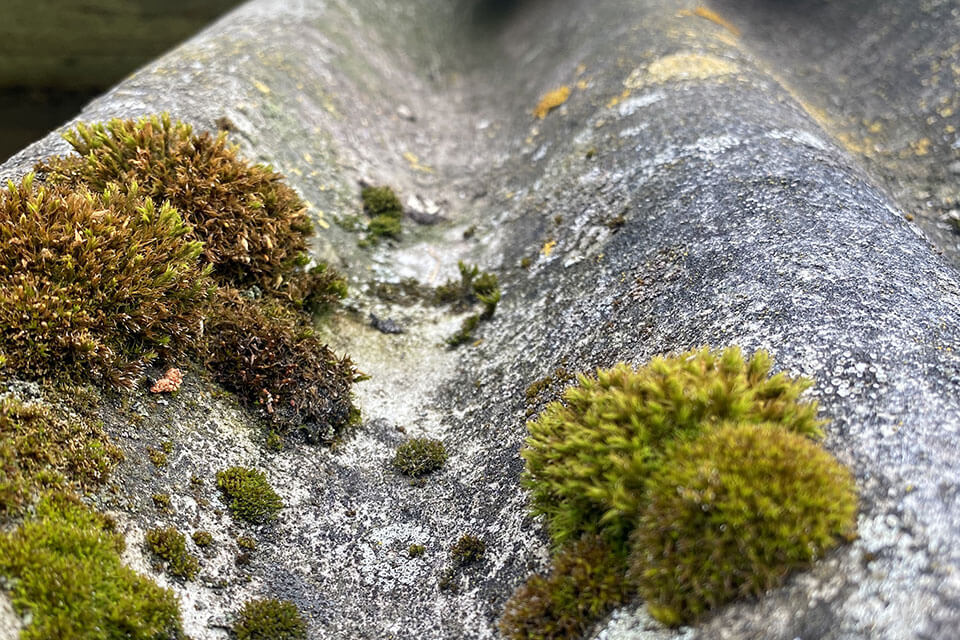 A close-up of moss on top of a roof.